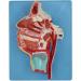 Human Mouth Nose Throat and Vascular Nerve Model - Buy Online on GoSupps.com