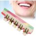 Shop Verdant Touch Tooth Model - Dental Periodontal Disease Study Tool for Schools | International Shipping Available - Buy Online on GoSupps.com