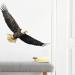 Ambitious Bald Eagle Wall Stickers - Stunning Flying Decals for Bedroom & Office Decor - Buy Online on GoSupps.com