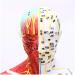 Model Anatomy Professional Medical Acupuncture Male 60cm Super Clear Lettering Half Skin Half Muscle Acupoint Model - Buy Online on GoSupps.com
