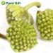 Organic Dried Scindapsus Aureus Flower - 50g | Green Roman Flower for Crafting Soaps & Candles | Non-Gento Herbal Decor - Buy Online on GoSupps.com