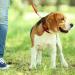 Adjustable Double Pet Trainer Leash - No Tangle Double Dog Leash for Dual Use | Weescie - Buy Online on GoSupps.com