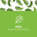 Buy Amazing Grass Organic Kale Powder 5.29 oz | Nutrient-Rich Superfood - Buy Online on GoSupps.com