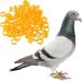 Yardwe 400 Stk Tauben Foot Bands for Chickens & Pigeons - Durable Bird Toy Rings - Size 2x2pcs - International Shipping Available! - Buy Online on GoSupps.com