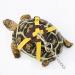 Pet Tortoise Turtle Leather Harness Strap Chest Collar Walking Lead Control Rope (S Blue) S Blue