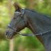 Heinick-Reitsport Black Bitless Bridle | Glow Series Crossunder for Thoroughbreds | International Shipping Available - Buy Online on GoSupps.com