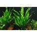 Tropica Aquarium Plant Microsorum pteropus Java fern aquatic plants pot no.008 aquarium plants