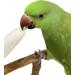 Pack of 4 Medium Cuttlebones for Birds, Tortoise, Snails, and Parakeets - Calcium Block Alternative for All Breeds - 3.5 to 4 Inches - Buy Online on GoSupps.com