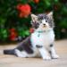 Tagme 2 Pack Cat Collars with Name & Phone Number - Safety Clasp & Bell - Adjustable 15-20 cm for Kittens - Turquoise - Buy Online on GoSupps.com
