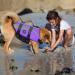 Emust Dog Swimming Vest | Ripstop XXL Large Dog Water Vest with Double Rescue Handles - Perfect for Swimming & Pool Activities - Purple - Buy Online on GoSupps.com