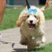 50 Dog Hair Accessories - Pet Hair Clips & Bows for Small Dogs Cats & Puppies - Random Colors - Buy Online on GoSupps.com