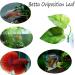 Cousduobe Betta Fish Leaf Pad - Enhances Health with Double Leaf Design for Natural Habitat Simulation - Buy Online on GoSupps.com