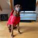 Eastlion Dog Sweater - Warm Red Puppy T-Shirt Pullover Coat | Size LL Pet Apparel - Shop Internationally - Buy Online on GoSupps.com