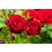Rose Dried Petals Tea/P tales De Rose S ch Th - Health Embassy - 100% Natural (100g) - Buy Online on GoSupps.com