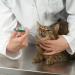 Xrten Dogs Cats Capsule Tablets | Easy Pill Feeder Tool for Pets | International Shipping Available - Buy Online on GoSupps.com