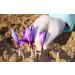 Gourmetia Premium Quality Saffron Threads 1g - Category I Superior ISO 3632-2 - Buy Online on GoSupps.com