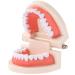 FGXY standard tooth model standard dental model children's demonstration model for brushing your teeth for hospital dentists tooth model dental model standard dental instruction teeth model standard