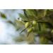 Nourishing Body Cream with Olive Oil & Pomegranate Extract | Hydrating & Luxurious - 7.05 fl oz | International Shipping - Buy Online on GoSupps.com