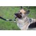 Champion Anti-Pull Training Halter for Dogs - Padded Black - Improve Control & Comfort - International Shipping Available - Buy Online on GoSupps.com