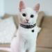 YUIONNAY Breakaway Cat Collars for Kittens - Bell Puppy Collars for Litter - Buy Online on GoSupps.com