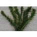 5 x Oxygenating Weed Live Pond Plant ELODEA DENSA - Also Aquarium Aquatic Plants - Buy Online on GoSupps.com