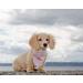 Unique Style Paws Washable Cotton Dog Towel | Adjustable Blue Plaid Latz for Small & Medium Dogs & Cats - Buy Online on GoSupps.com
