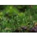 Lycopodium Herb Tea | Lycopodium Clavatum L | Lycopode Herbe Tisane | Health Embassy (50g) - Buy Online on GoSupps.com