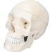 Life Size Human Head Skull Anatomical Model Upgraded Removable Human Adult Skull Head Bone Mold Anatomical Replica for Student Study Course Educational Study - Buy Online on GoSupps.com