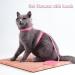 Yutou Soft Cat Dishes & Adjustable Leash Set - Outbreak-Proof Harness for Kittens Puppies & Rabbits - Buy Online on GoSupps.com