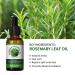 100% Pure Organic Rosemary Oil for Hair Growth & Skin Care - Natural Hair Oil - Buy Online on GoSupps.com