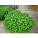 Mini Mint Corsican Mint - Buy Online on GoSupps.com
