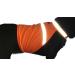 2PET Dog Hunting & Safety Reflective Vest - High Visibility for Urban and Rural Environments - Protects Pets from Accidents - Small, Orange - Buy Online on GoSupps.com