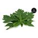 Naturevibe Botanicals Papaya Leaf Cut & Sifted - 1lb (16 oz) | Pure & Organic - Buy Online on GoSupps.com