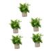 TOPBATHY Home Decor 5 Pcs Simulated Potted Plant Small Pulp Potted Plants Eucalyptus Small Greenery Decor As Shownx5pcs 22x8cmx5pcs