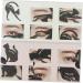 Mikinona Stencils 2pcs Eyeshadow Stencil Eye Stencil Eyeliner Model Card Cat Eye Stencil - Buy Online on GoSupps.com