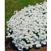 8 100 stukszak Creeping Rock Cress Thyme Seeds or Blue Rock Cress Seeds Perennial Ground Cover Seeds Natural Growing for Home Garden - Buy Online on GoSupps.com