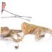 Balacoo Reptile Feeding Clip Leopard Gecko Supplies Cricket Feeder Stainless Steel Silver - Buy Online on GoSupps.com