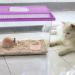 Balacoo Hamster Feeding Bowls- 3Pcs Pet Water Dispenser Ceramic Animal Dishes Food and Water Water Bowl for Mouse Dog (Random Color) - Buy Online on GoSupps.com