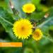 Herb Pharm Dandelion Extract 1 fl oz - Organic Herbal Supplement for Detox & Digestive Health - Buy Online on GoSupps.com