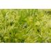 Organic French Green Lentils 3 lbs - Non-GMO Whole Dry Beans | Vegan & Kosher | Rich in Folate, Fiber & Protein | Ideal for Soups, Chili & Curries - Buy Online on GoSupps.com