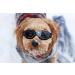 Stylish Dog Sunglasses for Small Dogs - UV Protection Snowproof & Windproof Glasses with Flexible Straps - Cool Black for Puppies & Cats - Buy Online on GoSupps.com