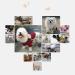 Dog Wheelchair for Back Legs 5 Types Cart Pet Wheelchair for Handicapped Hind Legs Small Dog Cat/Doggie/Puppy Walk Stainless Steel XXS-M (Size : XS) X-Small - Buy Online on GoSupps.com
