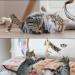 ZDQC Magic Cat Toy - Interactive Bells & Feathers Suction Cup Wand for Engaging Play - Buy Online on GoSupps.com