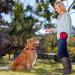 COMPANY OF ANIMALS Treat Bag Red Zipped Pockets & Drawstring Clips on Belt Waistband or Pocket Waterproof Treats Pouch Ideal for Dog Walking & Puppy Training Available in Purple Red & Black Red 1 Count (Pack of 1) - Buy Online on GoSupps.com
