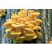 Golden Oyster Mushroom (Pleurotus citrinopileatus) Liquid Culture for Mushroom Cultivation on Grain or Agar - Buy Online on GoSupps.com