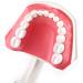 FafeICY 1PC 28 Teeth Teaching Toothbrush Model - Dentist Tool with Handy Toothbrush & Poster for Study Demonstration - Buy Online on GoSupps.com