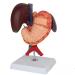 Model of The Human Liver Model of The Liver and The Duodenum and The Pancreas Model of The Liver in Life Simulation Model of The Hepatobile Digestor Organ