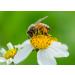 Buy Organic Flower Pollen Granules Raw Unheated Pure & Fresh International Shipping Available - Buy Online on GoSupps.com