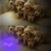 TOINGO UV Flashlight 9 LED 395nm Blacklight Detector for Dog Urine & Pet Stains - Buy Online on GoSupps.com