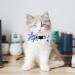 Pet Cat Safety Collar Breakaway Cat Collar with Bells Adjustable Cat Collars with Sunflower Cute and Soft Cat Collars Cat Collar Accessories for Cat and Small Animals Pets Blueflower - Buy Online on GoSupps.com